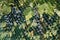 Grapevines at a vineyard covered by netting against the birds