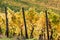 Grapevines in a Vineyard on a sunny autumn day in the hills of the Riesling wine area Moselle