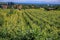 Grapevines in a vineyard in a village on Alsatian Wine Route, Riquewihr, France