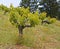 Grapevines winery California