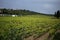 Grapevines in a wineyard.