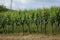 Grapevines in a wineyard.