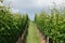 Grapevines in a wineyard.