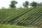 Grapevines in a wineyard.