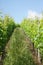 Grapevines in a wineyard.