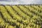 Grapevines and yellow mustard field