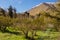 Grapeyard , Vineyard. Elqui Valley, Andes part of Atacama Desert