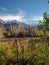 Grapeyard , Vineyard. Elqui Valley, Andes part of Atacama Desert in the Coquimbo region, Chile