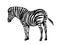 Graphic background illustration, zebra wild horse