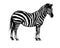 Graphic background illustration, zebra wild horse