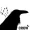 Graphic black and white crow isolated on white background. Old and wise bird. Raven Halloween character.