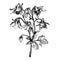 Graphic the branch flower Iris. Coloring book page doodle for adult and children. Black and white outline illustration.