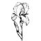 Graphic the branch flower Iris. Coloring book page doodle for adult and children. Black and white outline illustration.