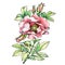 Graphic the branch flowering dog rose names: Japanese rose, Rosa rugosa.