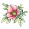 Graphic the branch flowering dog rose names: Japanese rose, Rosa rugosa.