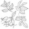 Graphic branch og eglantine rose flower
