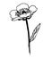 Graphic Buttercup, Ranunculus flower