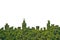 Graphic of City Shape on Forest texture background. Green Building Architecture