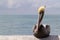 Graphic Close Up Portrait of Pelican in Florida Keys