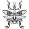 Graphic decorative image of the Mantis.