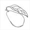 Graphic drawing of a ripe avocado. Vecor. Green avocado fruits, healthy nutritious natural food and hand drawing of