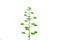 Graphic green plant outline. Flowering agave succulent.