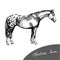 Graphic illustration farm riding and trotting appaloosa horse