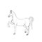 Graphic illustration of horse. Pencil sketch of stallion isolated on white background. Hand drawn artwork. Horse walking