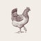 Graphic illustration - poultry chicken.
