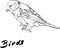 Graphic image of a bird Title vector