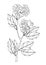 Graphic linear black and white drawing of a hawthorn branch with leaves and flowers