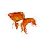 Graphic realistic goldfish on white background.