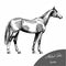Graphic riding and trotting Akhal-Teke thoroughbred horse