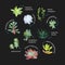 Graphic set with succulents isolated on white background. Hand drawn vector illustration, sketch. Elements for design.