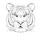 Graphic sketch tiger portrait, front view, hand drawn vector illustration