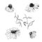 Graphic stickers hand drawn sketch with echinacea flowers isolatated on white background