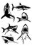 Graphical big collection of sharks isolated on white, marine life elements.Vector illustration. Seafood