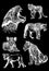 Graphical big set of lions isolated on black background,vector engraved illustration.African animals