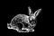 Graphical bunny isolated on black background, engraved illustration