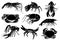 Graphical collection of crabs,shrimps and lobsters isolated on white background,vector illustration, sea-food