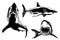 Graphical collection of sharks isolated on white, marine life elements.Vector illustration. Seafood
