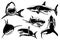 Graphical collection of sharks isolated on white, marine life elements.Vector illustration. Seafood