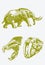 Graphical color set of mammoth and saber-toothed tiger skull, vector illustration