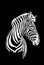 Graphical hand-drawn portrait of zebra isolated on black background,vector illustration