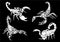 Graphical hand-drawn set of scorpions isolated on black background,vector engraved illustration