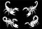 Graphical hand-drawn set of scorpions isolated on black background,vector engraved illustration
