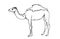 Graphical hand-drawn sketch of camel isolated on white background,vector illustration