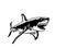 Graphical illustration of great white shark ,angry look. Aquatic hunter, killer. Vector illustration
