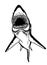 Graphical illustration of great white shark ,angry look. Aquatic hunter, killer. Vector illustration