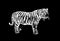 Graphical illustration of tiger isolated on black background,vector illustration, stripy wild savanna animal